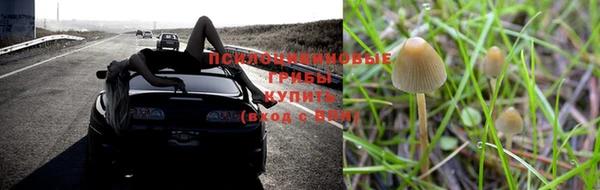 ПСИЛОЦИБИНОВЫЕ ГРИБЫ Алзамай
